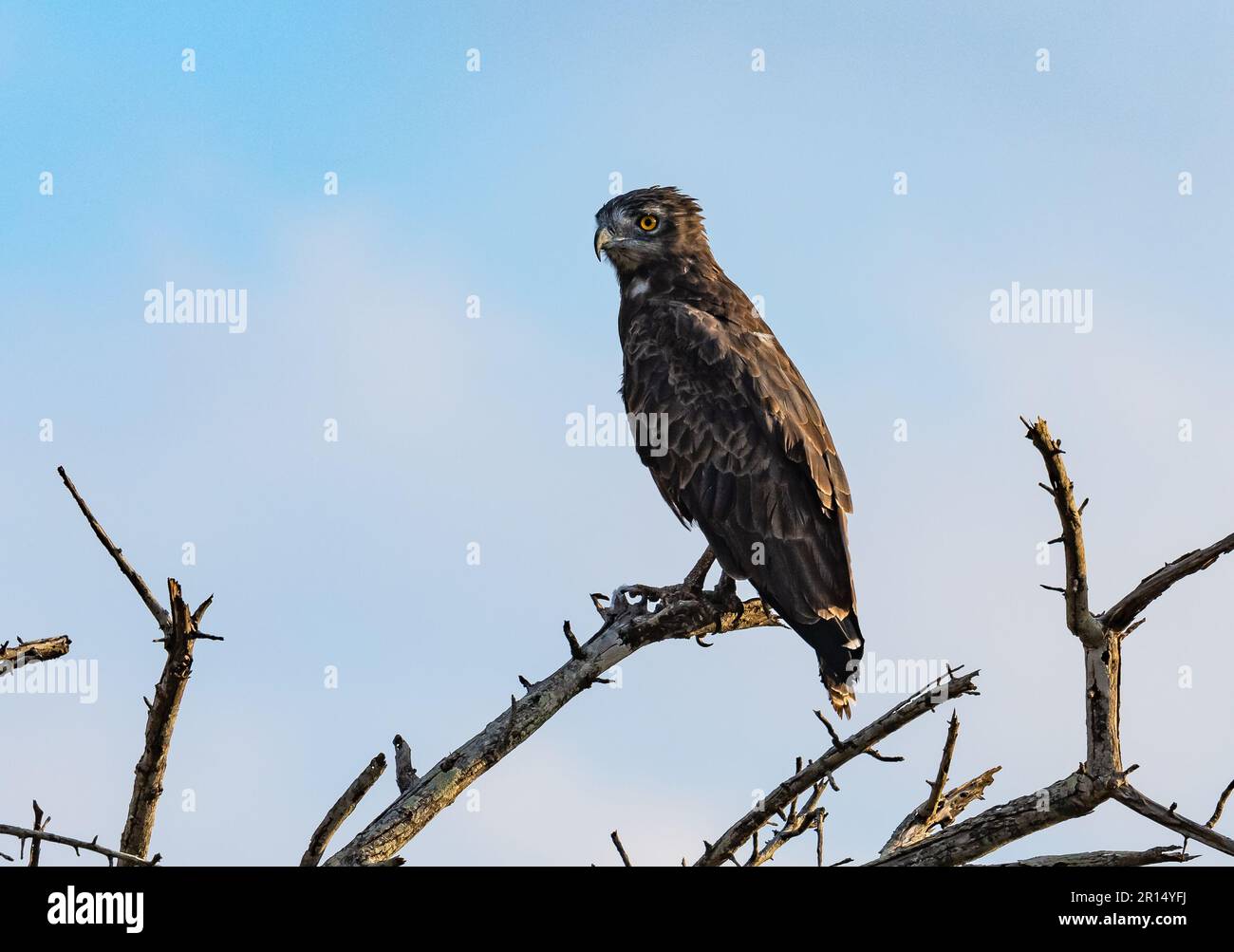 Ein Brauner Schlangenadler (Circaetus cinereus) auf einem Ast. Kenia, Afrika. Stockfoto