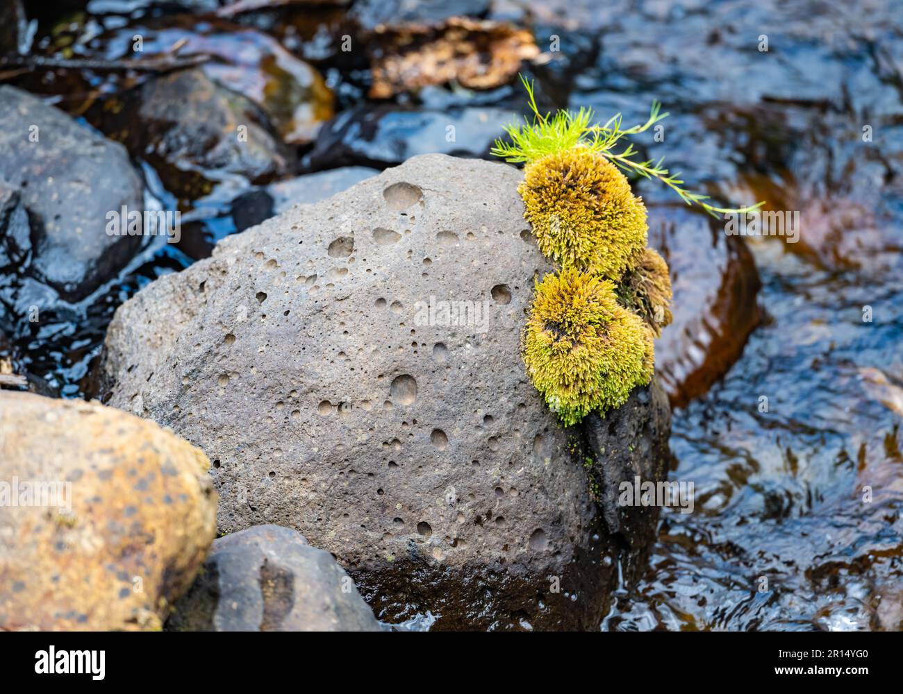 Zwei Klumpen leuchtend grünes Moos schmücken einen vulkanischen Felsblock an einem Bach. Mount Kenya Nationalpark, Kenia, Afrika. Stockfoto