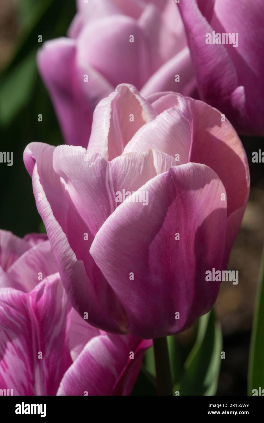 Wunderschöne Tulpen, Triumph Tulip, Tulipa „Holland Beauty“ Becherblumen Stockfoto