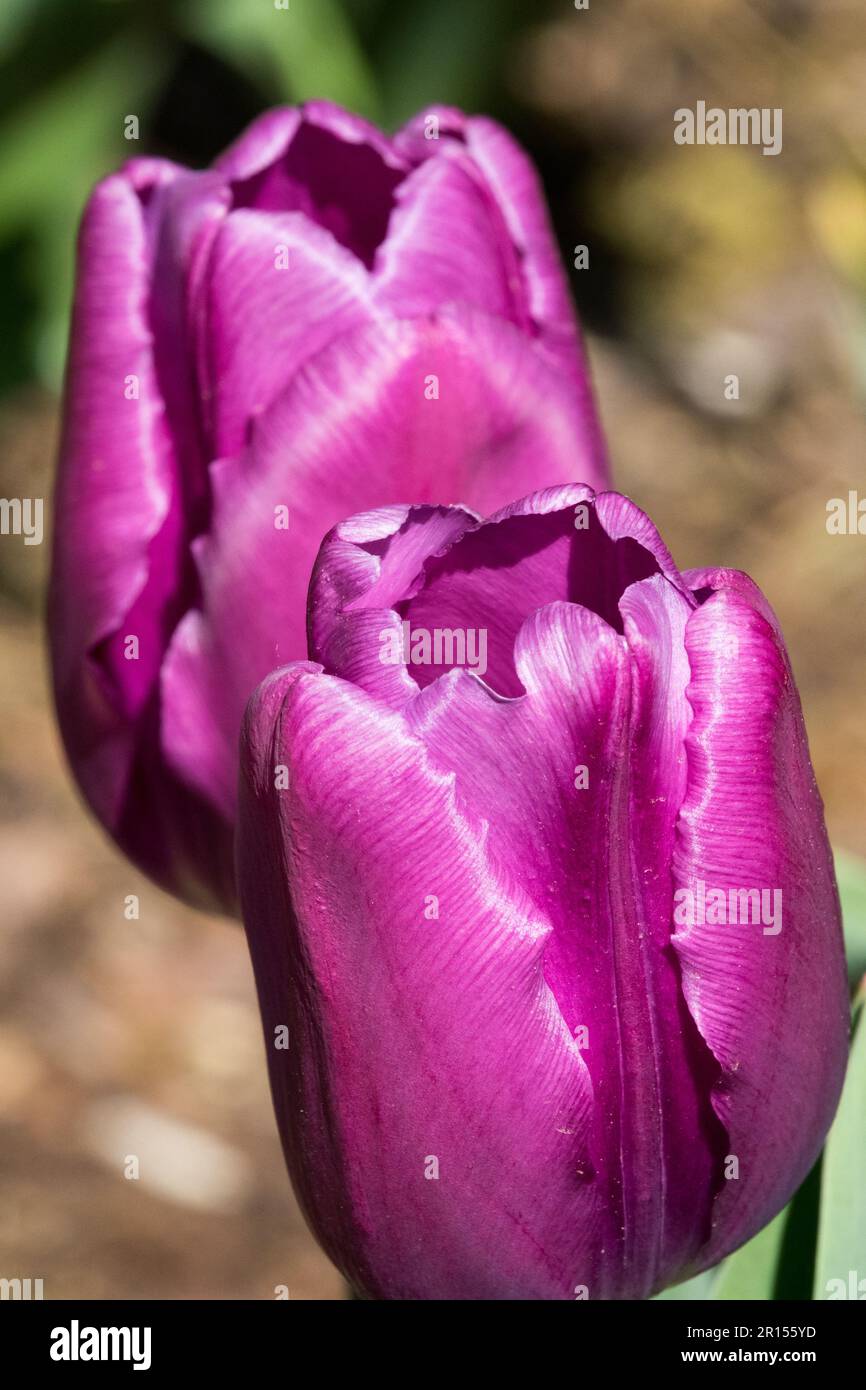 Tulipa 'Attila' violette Blumen Triumph Tulips Stockfoto
