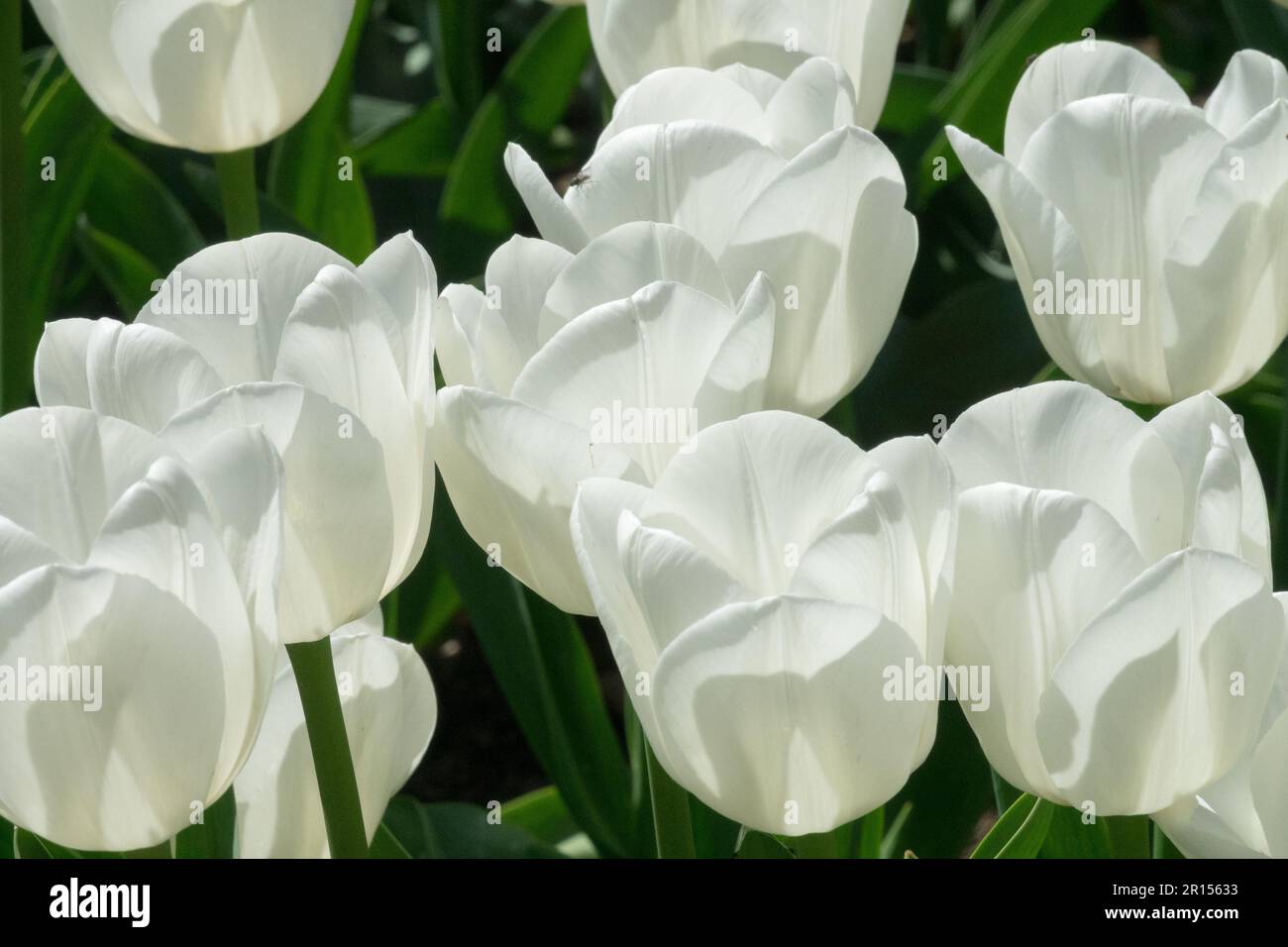 Triumph Tulip 'Royal Virgin', Weiße Tulpen, Liliaceae Stockfoto