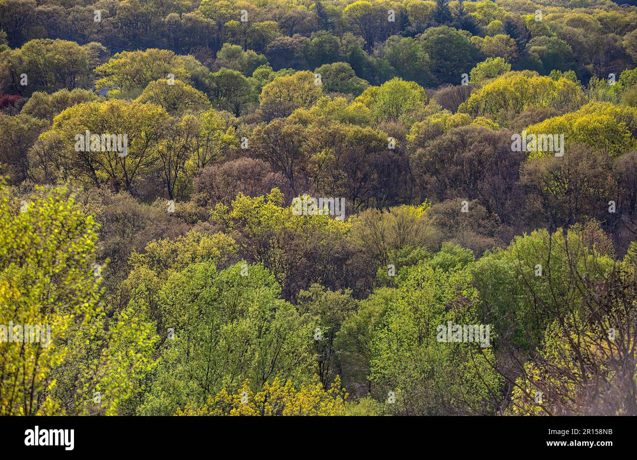 Wald von Bäumen im Frühling Stockfoto