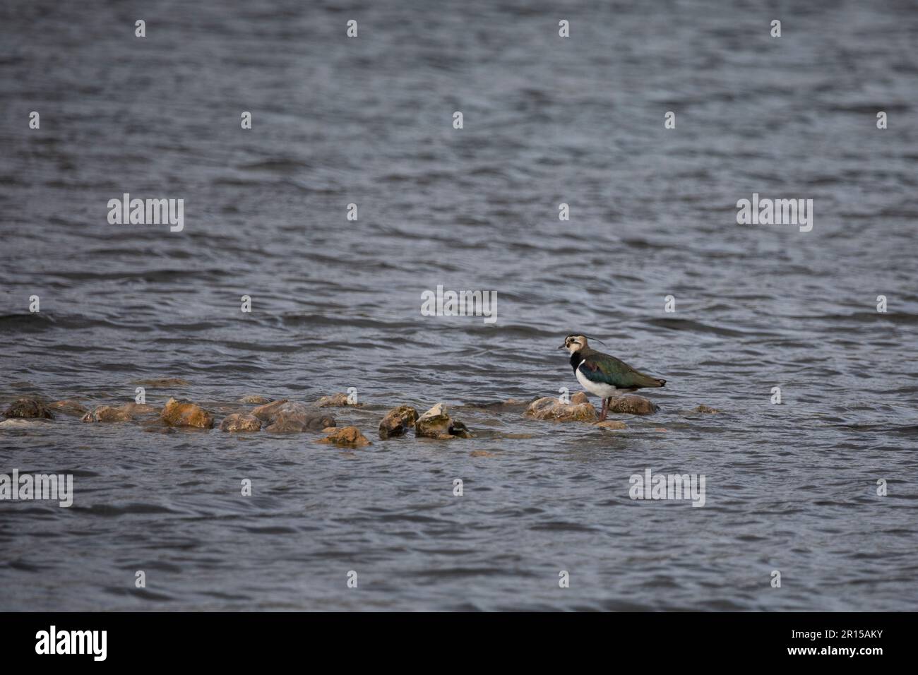 Stürzen von Vanellus vanellus auf Steine in einem See im Februar, Norfolk, England, Vereinigtes Königreich Stockfoto