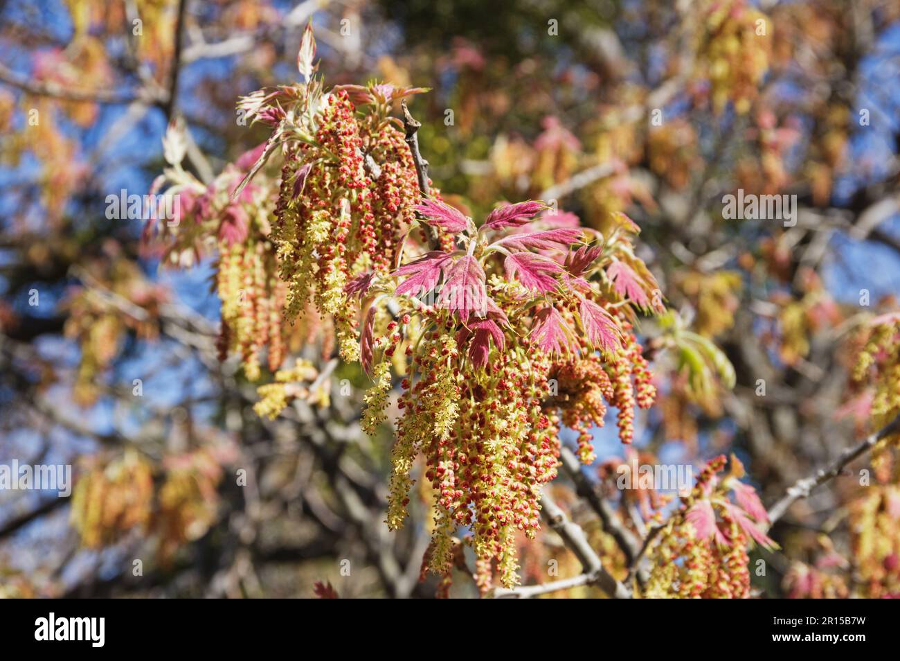 Kalifornische schwarze Eichenblätter und Blumen im Frühling Stockfoto