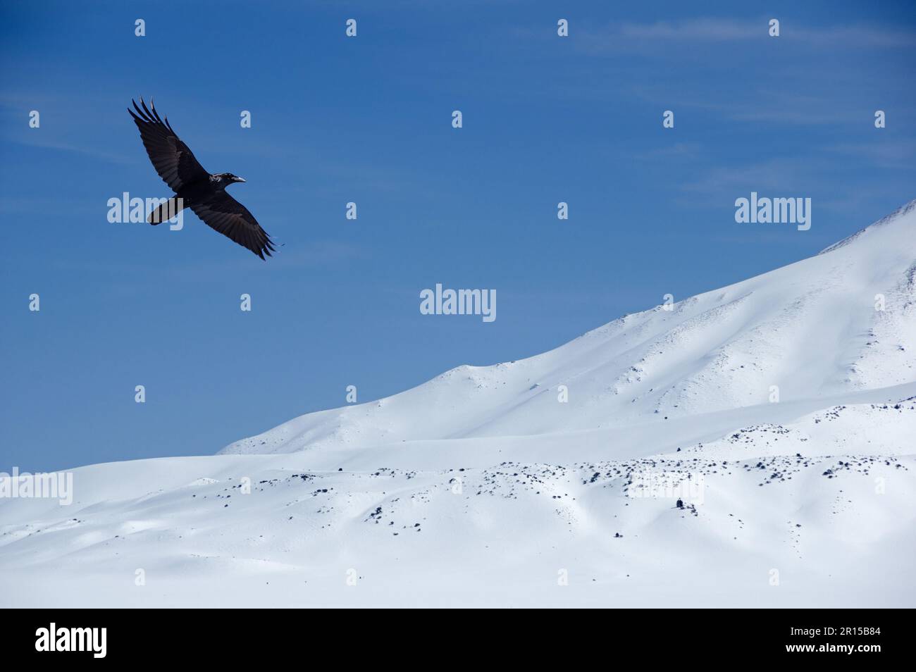 Die Krähe fliegt über einer verschneiten Winterlandschaft Stockfoto