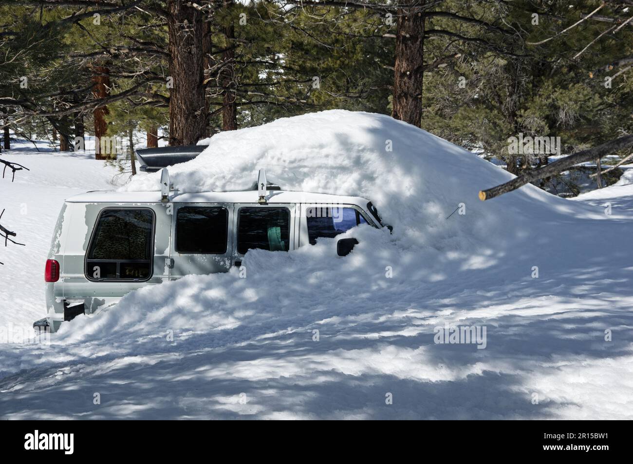 Ein alter Lieferwagen voller Schnee und gefangen in einem Pinienwald Stockfoto