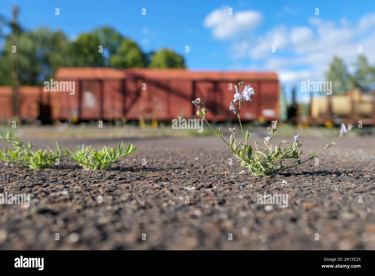 Pflanzen, die durch Asphalt vor einem Güterwagen wachsen Stockfoto