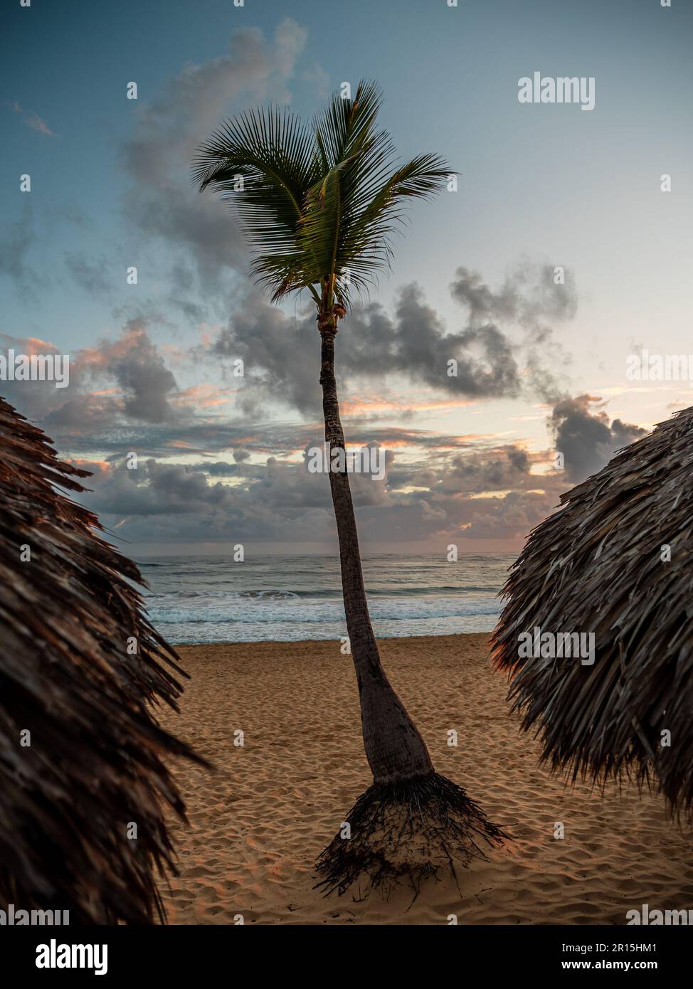 Eine Palme zwischen zwei Strohdächern an einem karibischen Sandstrand. Diese Sonnenaufgangsszene ist aus der Dominikanischen Republik, mit bunten Wolken und dem Meer Stockfoto