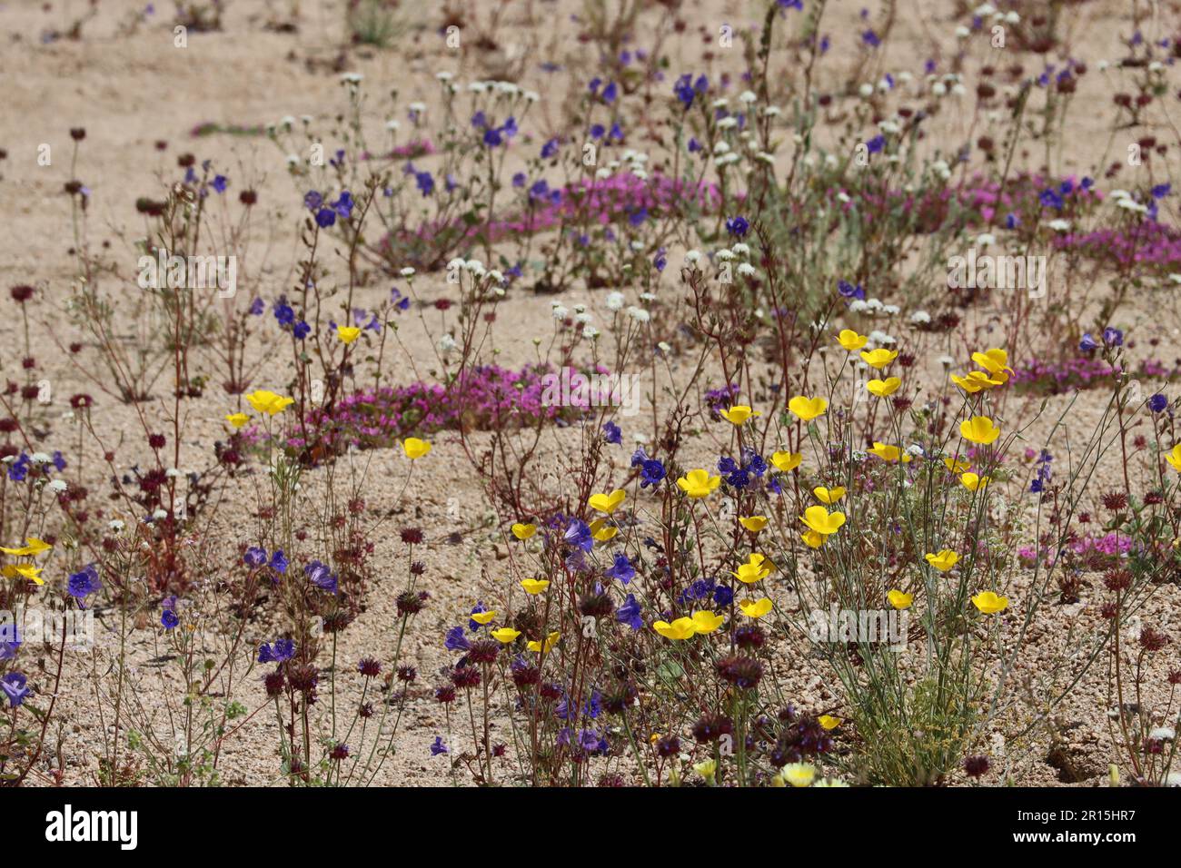 Einheimische Frühlingswildblumen blühen in einem bedrohten trockenen Lebensraum in den Cottonwood Mountains, Colorado Desert. Stockfoto