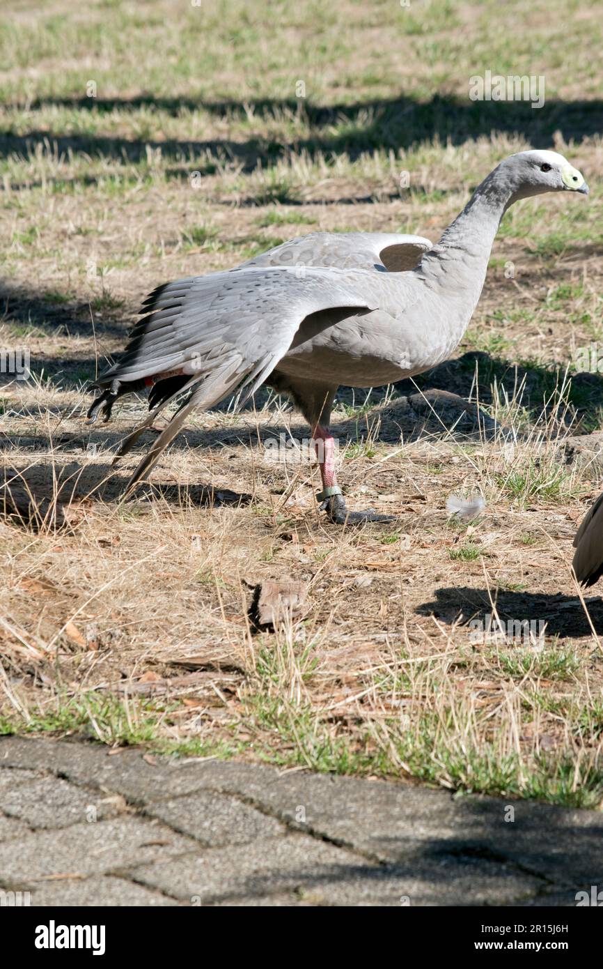 Die Kapbarren-Gans ist eine sehr große, hellgraue Gans mit einem relativ kleinen Kopf. Es hat Reihen großer dunkler Flecken in Linien über den Schultern und Stockfoto