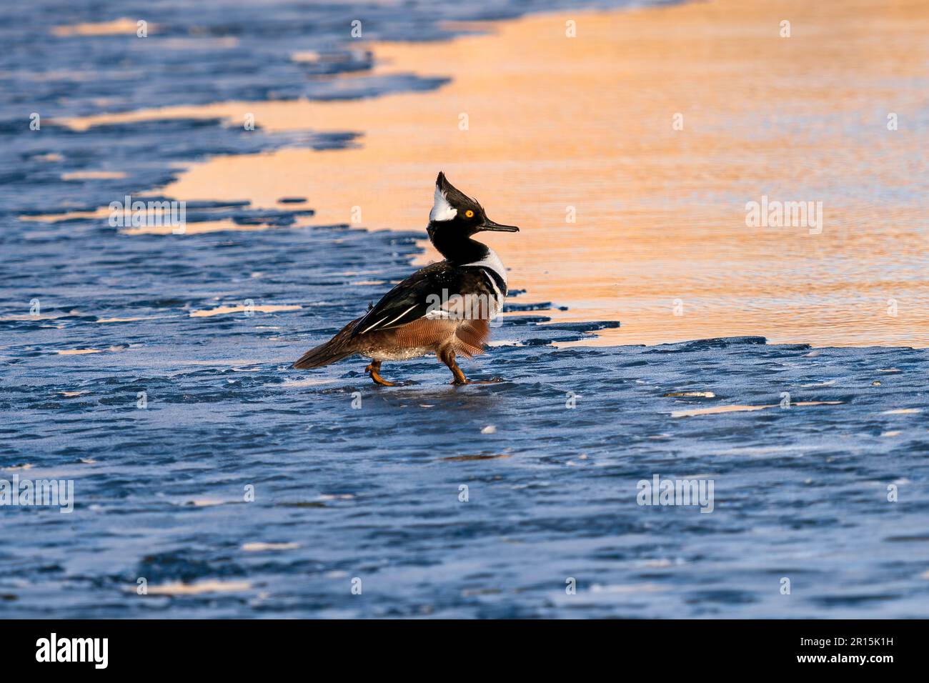 Ein Merganser drake mit Kapuze, der an einem kalten und windigen Wintertag in der Nähe des Sonnenuntergangs auf einem eisigen See spaziert. Stockfoto