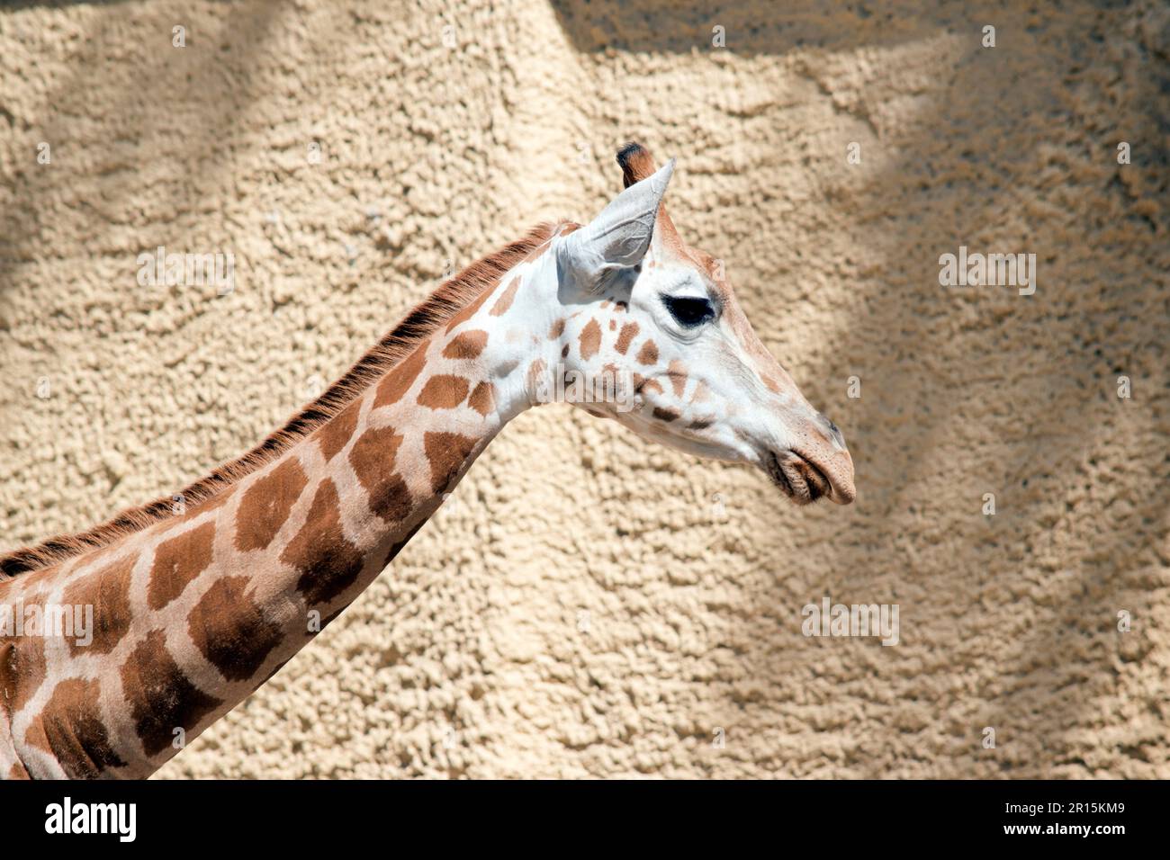 Die junge Giraffe hat braune Flecken auf cremefarbenem Hintergrund. Es hat kleine Hörner. Stockfoto