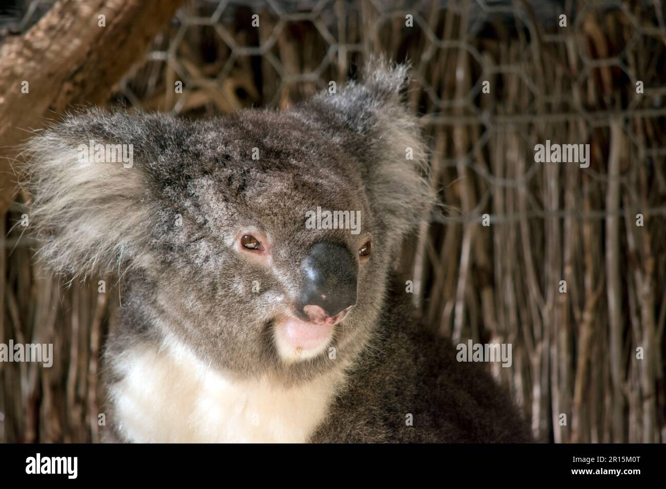 Der Koala hat einen großen runden Kopf, große pelzige Ohren und große  schwarze Nase. Ihr Fell ist meist grau-braun mit weißem Fell auf der Brust,  den inneren Armen Stockfotografie - Alamy