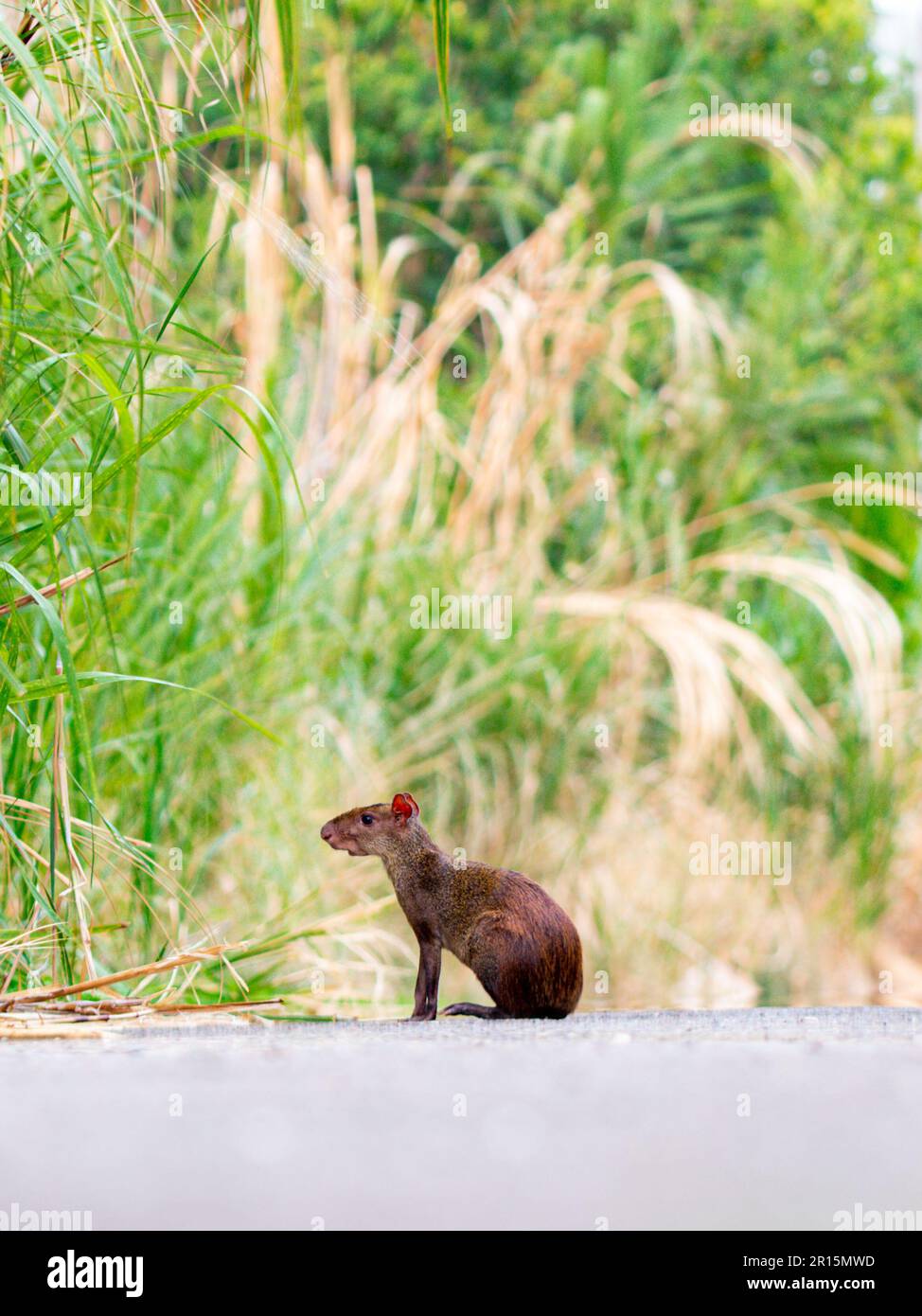 Junger Agouti, Regenwald-Nagetier, sitzender und beobachtender Fotograf, mit Elefantengras im Hintergrund. Stockfoto