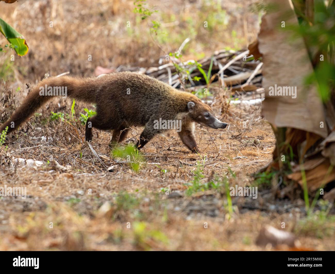 Coati (Gato Solo) auf der Suche nach Essen im panamentarischen Regenwald. Stockfoto