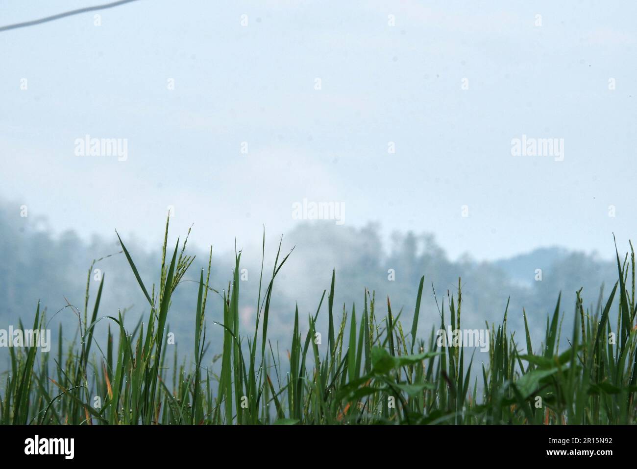 Leuchtend grüne Reispflanzen bedeckt mit Morgentau vor dem Hintergrund nebiger Hügel Stockfoto