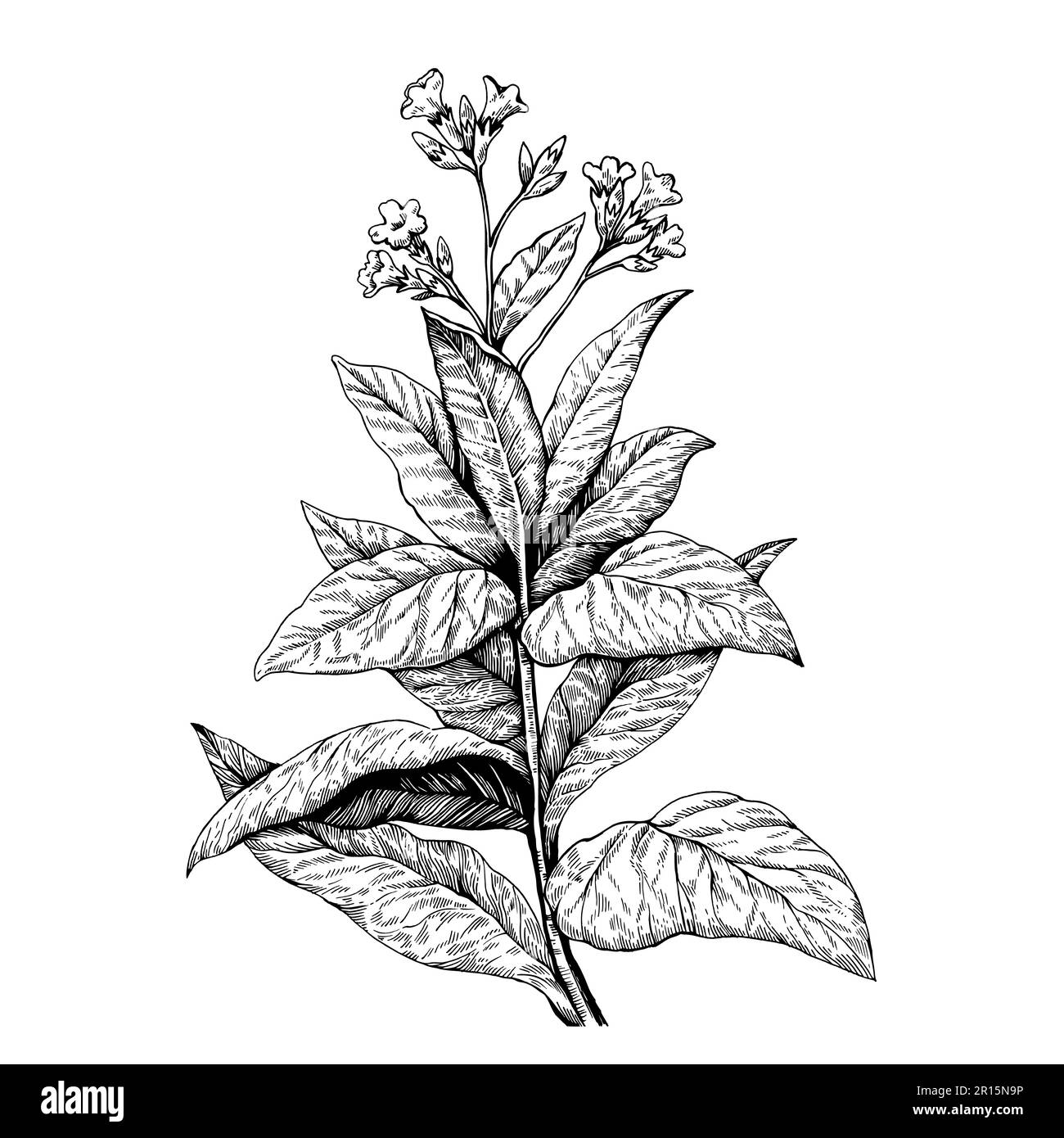 Detaillierte botanische Darstellung des Tabakanbaus, Nicotiana tabacum. Zeichnen im alten Retro-Gravurstil. Handgezeichnete Vektorskizze. Stock Vektor
