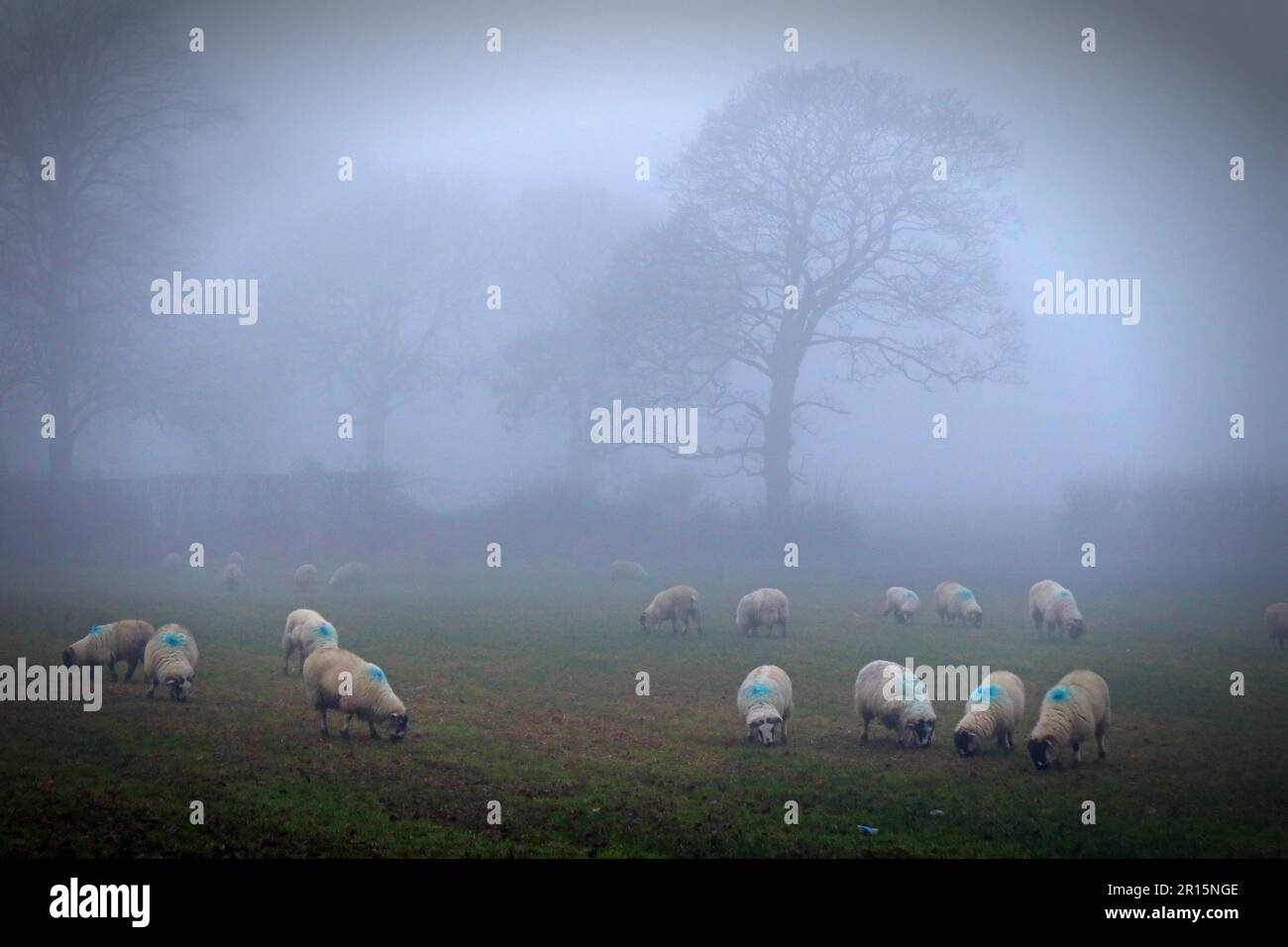 Schafe auf einem Feld an einem nebligen Wintermorgen, Cheshire, England, Großbritannien, WA4 Stockfoto