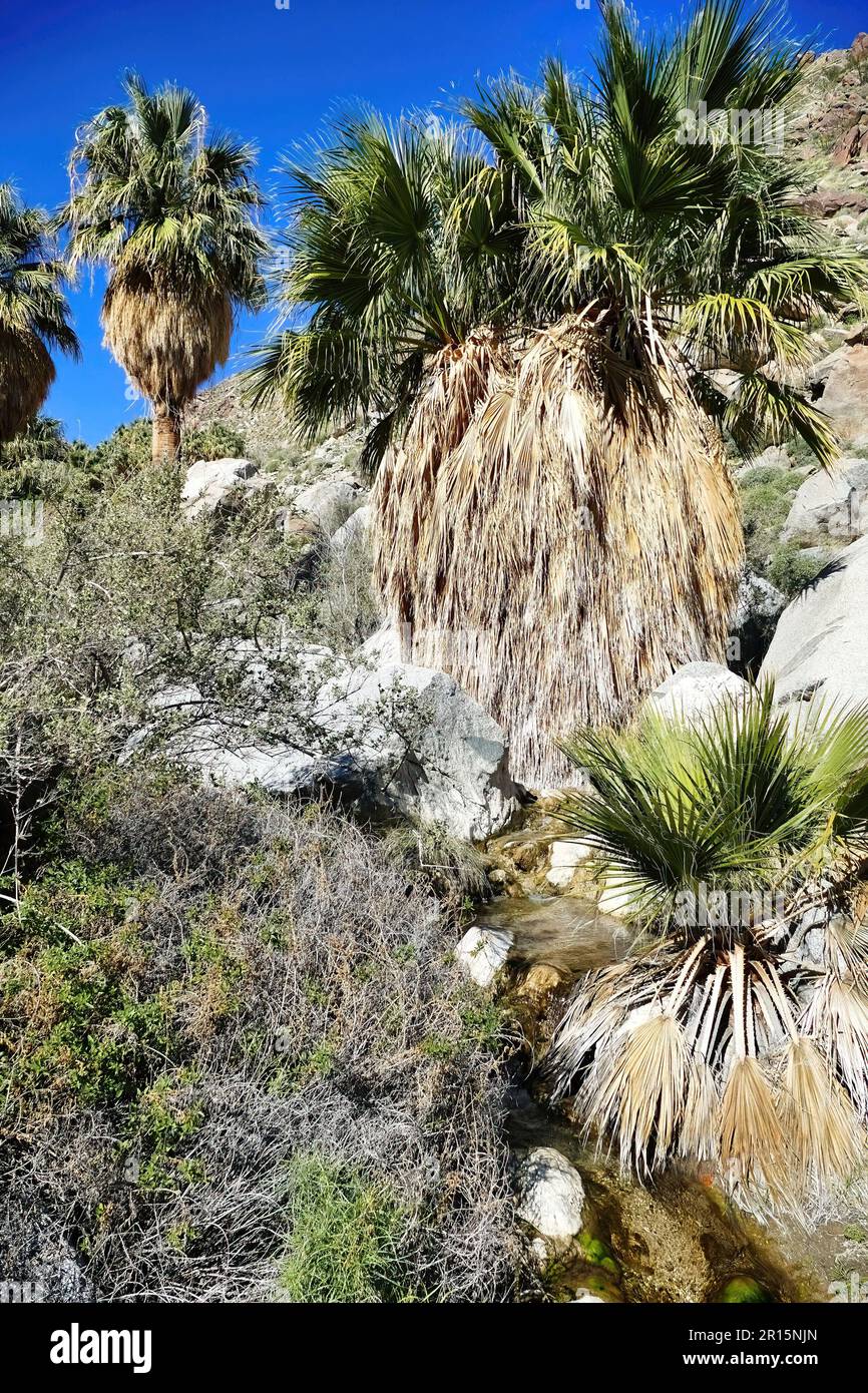 Riesige Palmen in einer Oase entlang des Hellhole Canyon Trail, Borrego Springs, Anza-Borrego Desert State Park, Kalifornien, USA Stockfoto