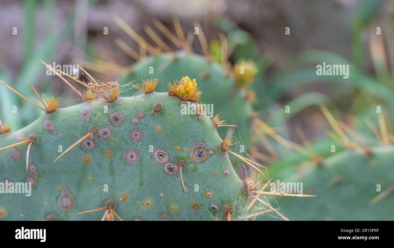 Verschlüsse der Wirbelsäulen eines Stachelbirnen-Kaktus, Opuntia engelmannii. Stockfoto