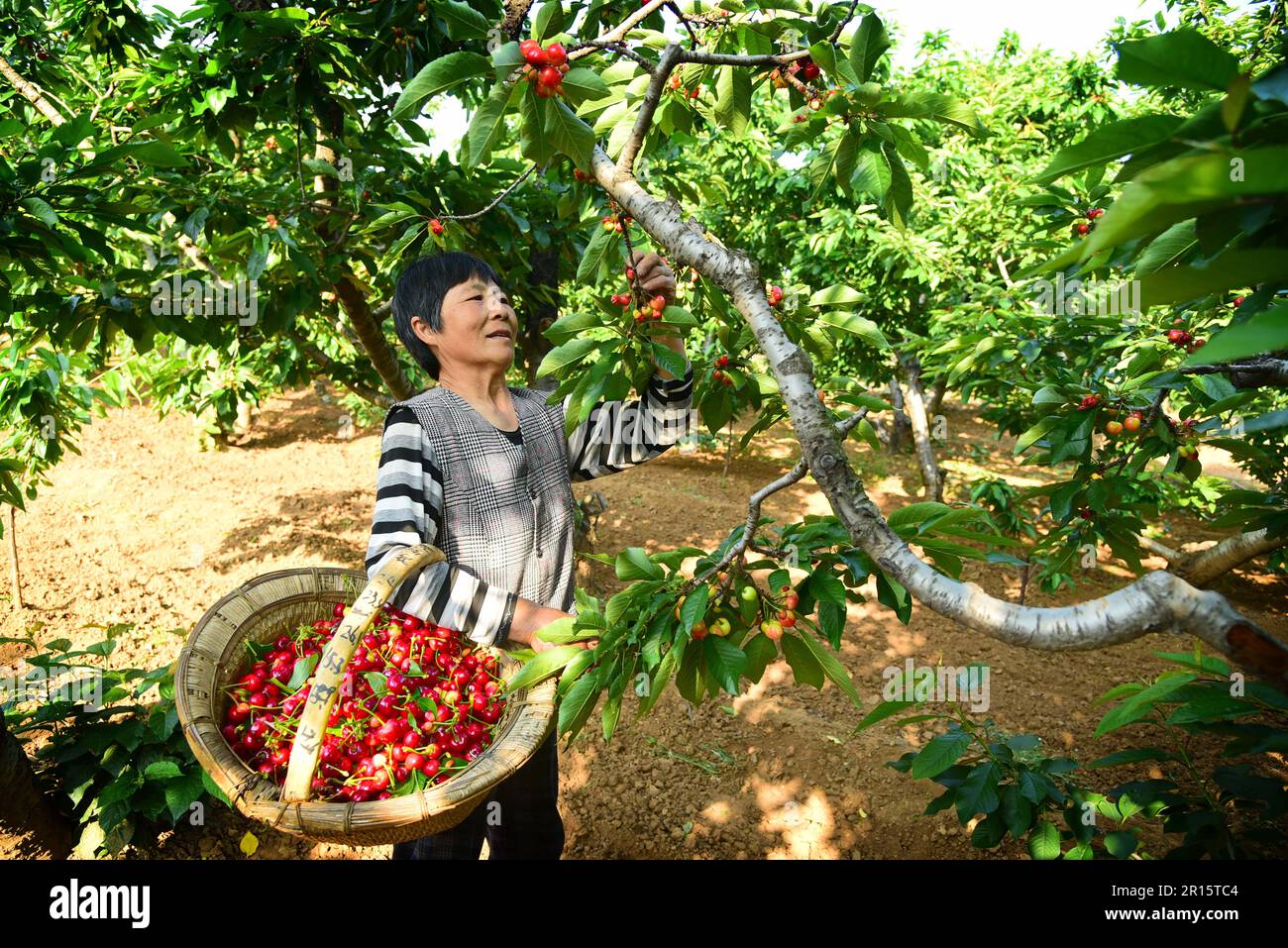 ZAOZHUANG, CHINA - 12. MAI 2023 - Ein Bauer wählt „Shanting Fire Cherry“ auf dem Obstmarkt Ganshiqiao in Shuiquan Stadt Zaozhuang, Ostchina“ Stockfoto