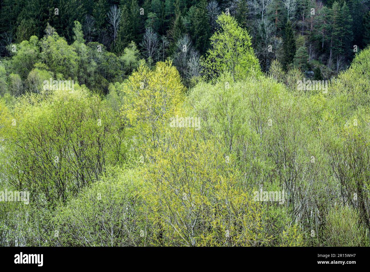 Bäume mit frischen Blättern in Lech, Füssen, Ostallgaeu, Allgaeu, Bayern, Deutschland Stockfoto