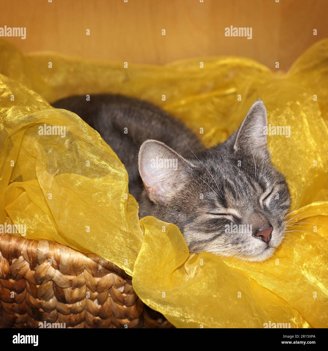 Tabby Katze schläft Stockfoto