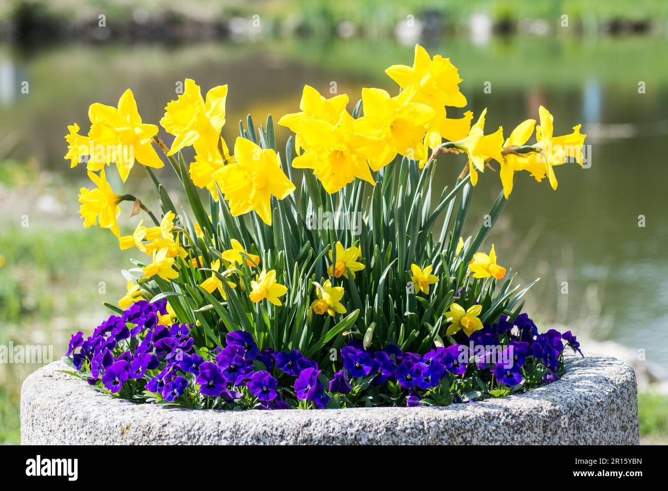 Anordnung der gelben Narzisse und lila Stiefmütterchen Blüten Stockfoto