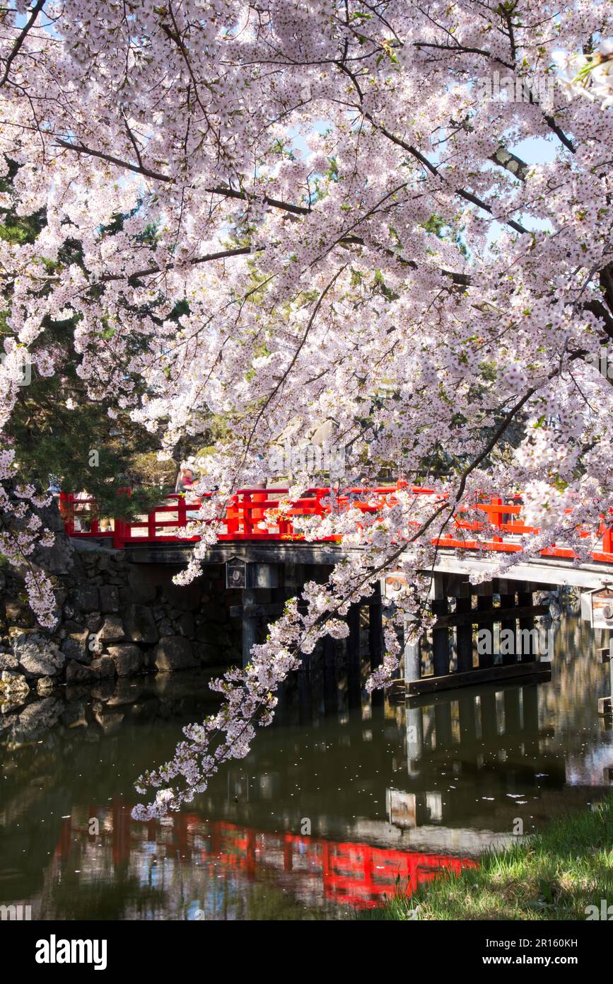 Tkaohashi-Brücke im Schloss Hirosakijo und Kirschblüten in voller Blüte Stockfoto