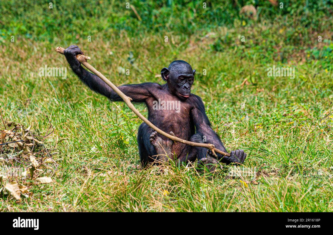 Bonobo (Pan paniscus) Lola ya Bonobo Sanctuary, Kinshasa, Kongo Stockfoto