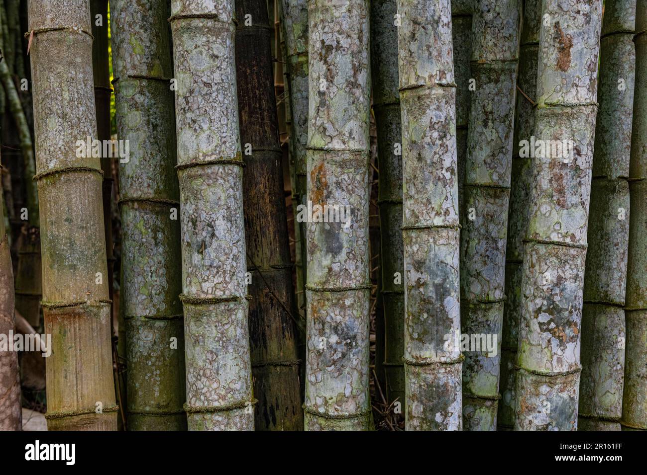 Bambusbäume, botanische Gärten von Kisantu, Kisantu, DR Kongo Stockfoto