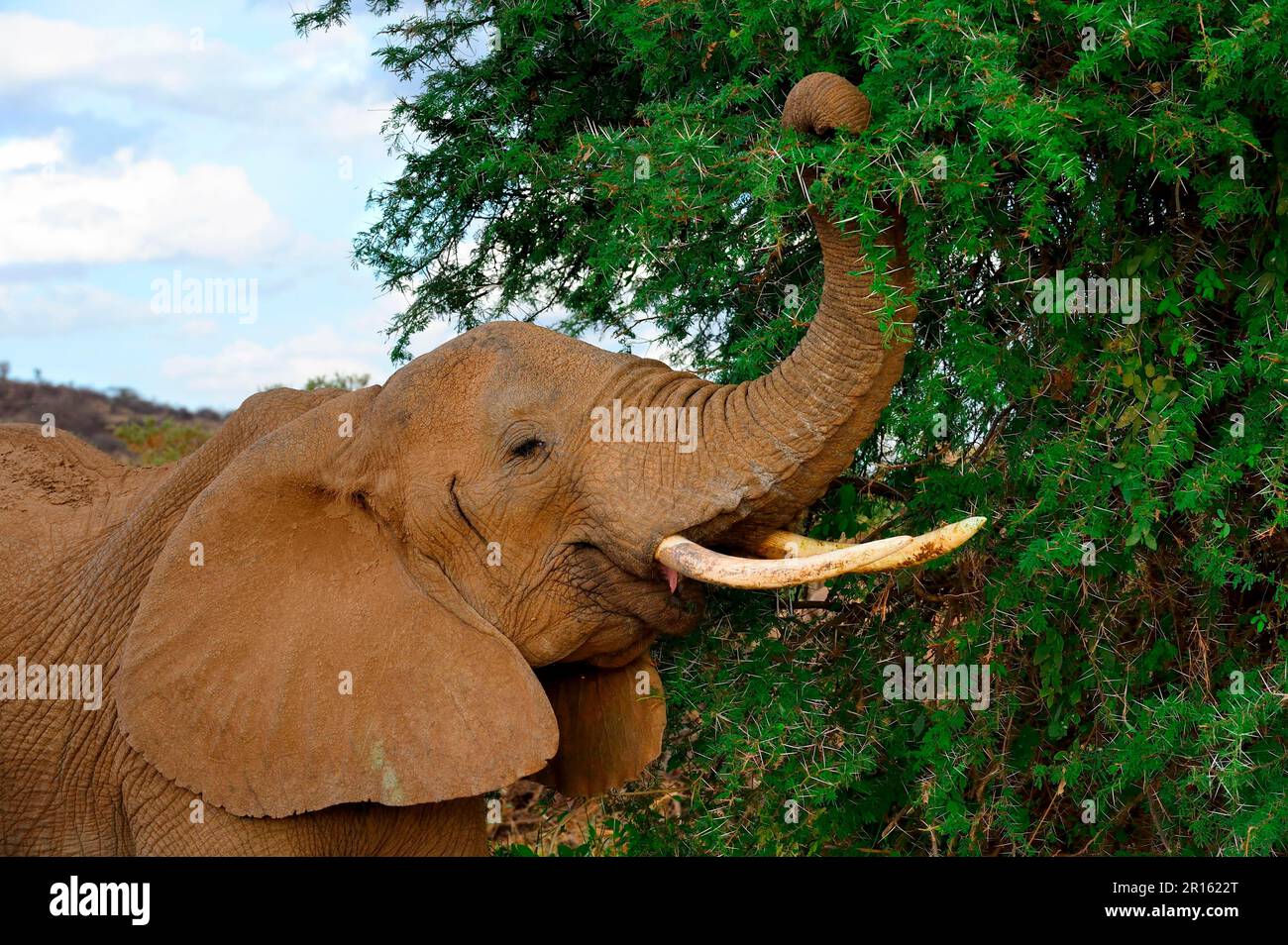 Afrikanischer Elefant (Loxodonta africana), der sich von Akaziendornbusch ernährt, Samburu National Reserve, Kenia, Afrika Stockfoto