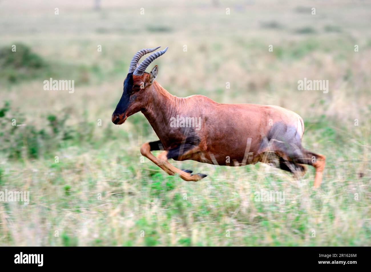 Topi Running (Damaliscus korrigum), Masai Mara National Reserve, Kenia, Afrika Stockfoto