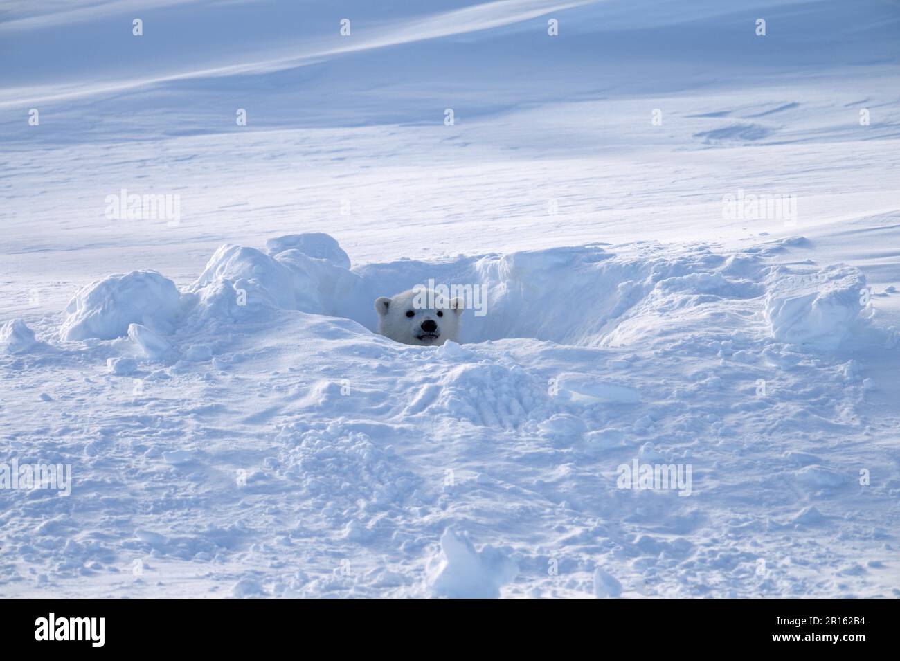 Eisbär (Ursus maritimus), dreimonatiges Jungtier, das im märz aus dem Lager kommt, Wapusk-Nationalpark, Churchill, Manitoba, Kanada Stockfoto