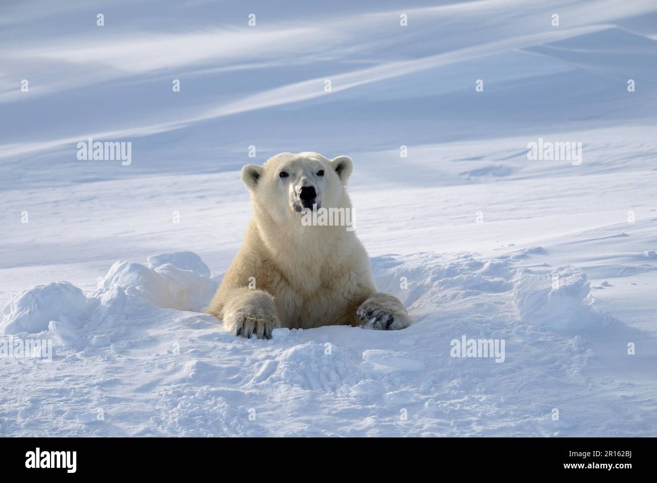 Eisbär (Ursus maritimus) weiblich tritt im März aus der Höhle auf, Wapusk-Nationalpark, Churchill, Manitoba, Kanada Stockfoto