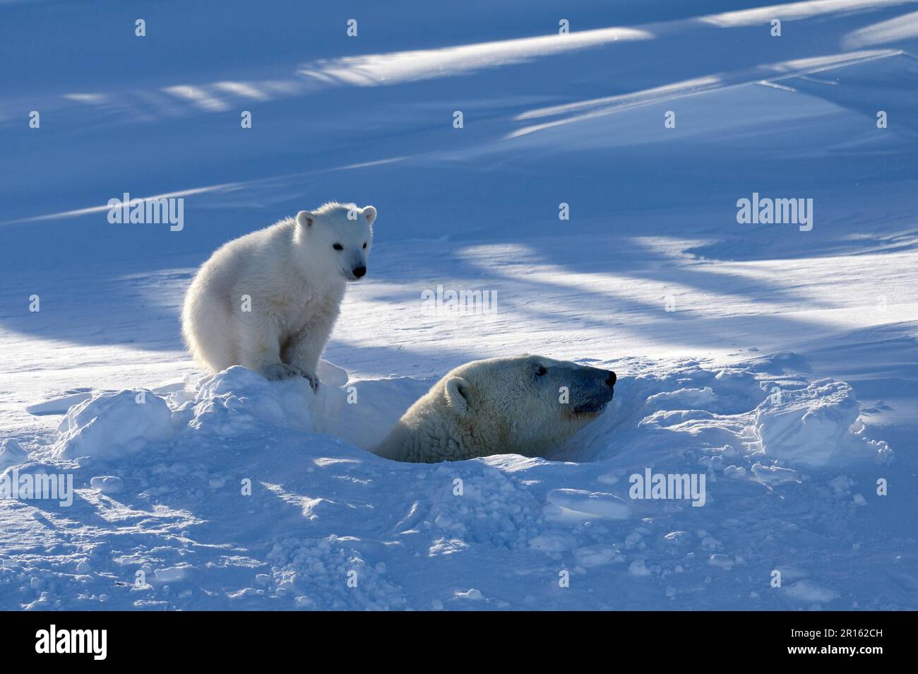 Eisbärinnen (Ursus maritimus) kommen im März mit drei Monate alten Jungen aus der Höhle, Wapusk-Nationalpark, Churchill, Manitoba, Kanada Stockfoto