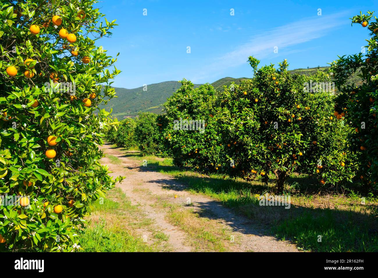 Orangenhain, Serra de Monchique, Algarve, Portugal Stockfoto