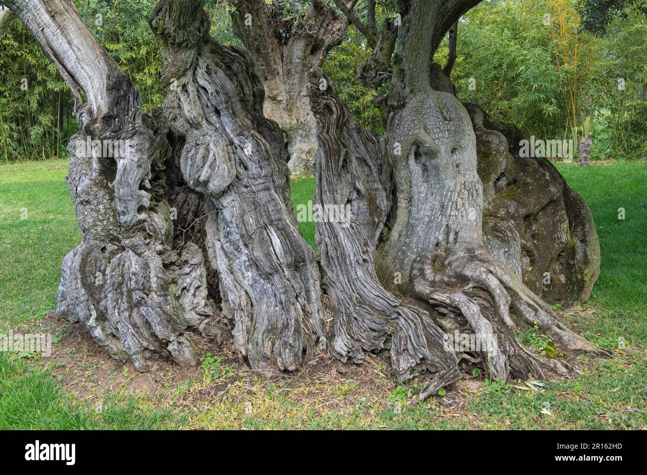 Tausend Jahre alter Olivenbaum, Bacalhoa Weingut, Azeitao, Setubal Halbinsel, Lissabon Küste, Portugal Stockfoto