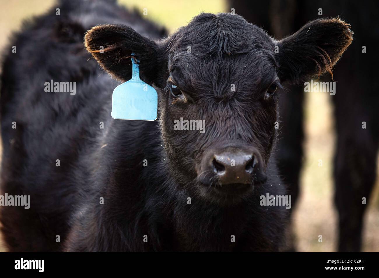 Nahaufnahme eines süßen Angus-Kalbes mit einem blauen Ohranhänger. Stockfoto