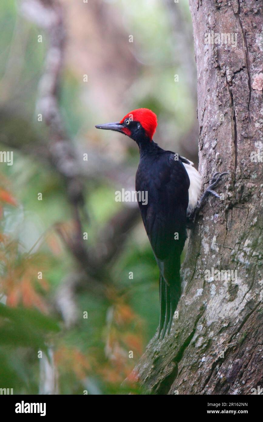 Weißbauchspecht (Dryocopus javensis), männlich, an Baumstamm klebend, Periyar Sanctuary, Kerala, Indien Stockfoto