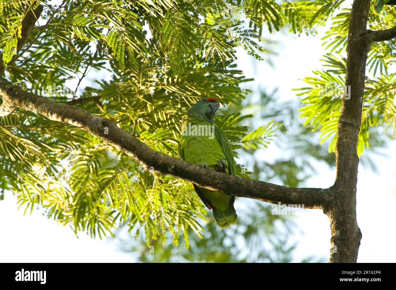 Amazonas-Festsittich (Amazona festiva bodini), Erwachsener, sitzt auf einem Zweig, Botanischer Garten, Georgetown, Guyana Stockfoto