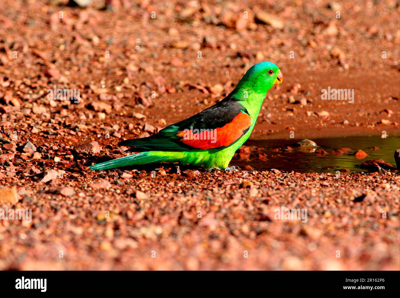 Papagei durst -Fotos und -Bildmaterial in hoher Auflösung – Alamy