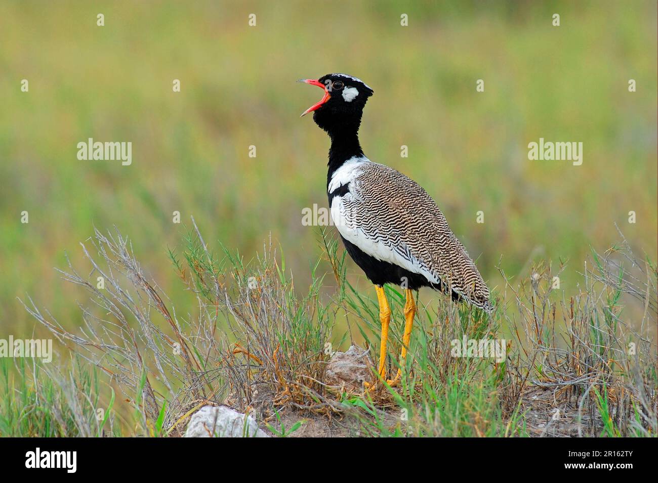 Cackling Bustard, Cackling Bustds, Tiere, Vögel, Bustds, Nördliche Schwarze Bustard (Eupodotis afroides), männlich, Etosha, Namibia Stockfoto