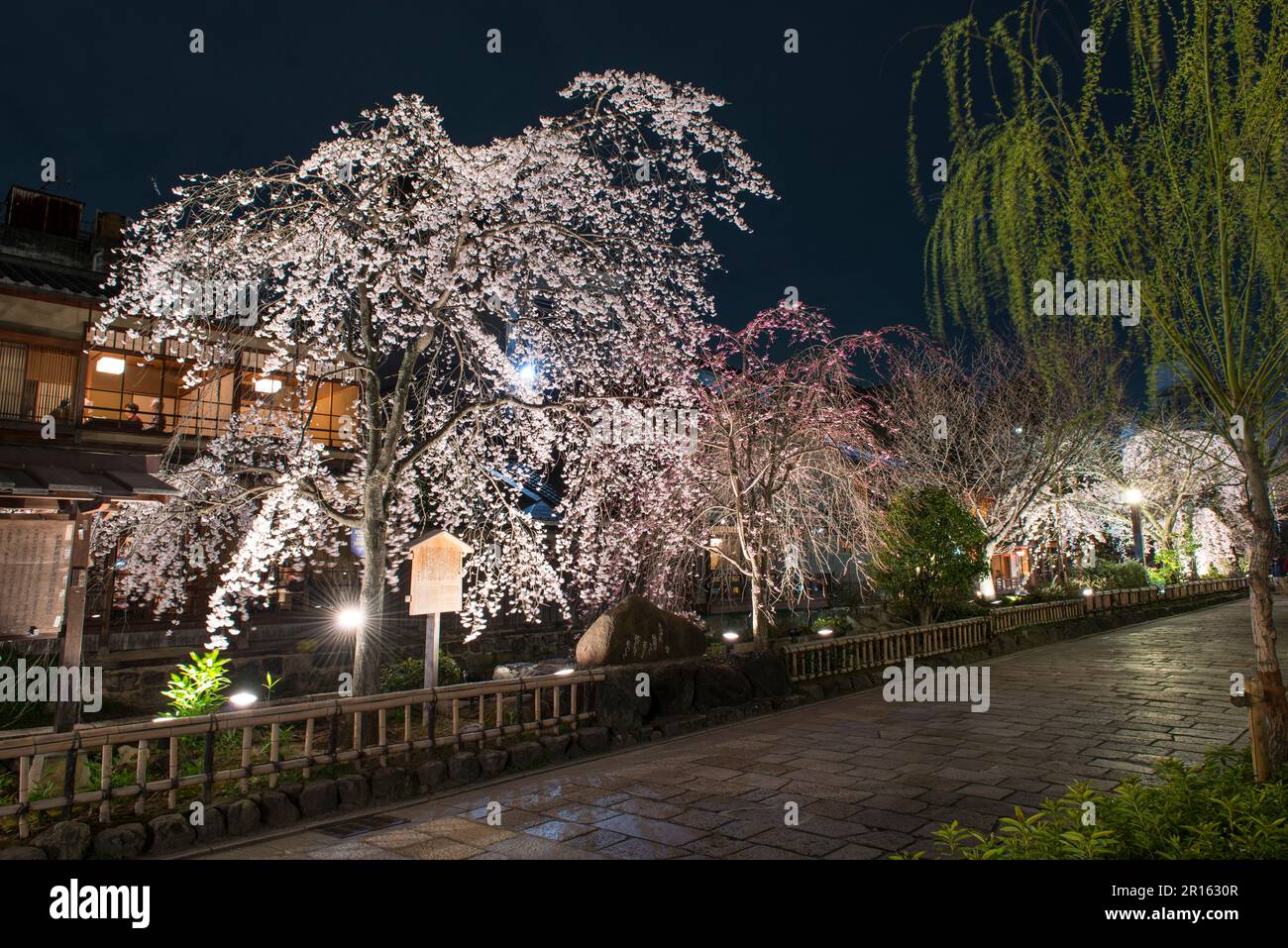 Gionshirakawa-Beleuchtung mit blühendem, weinendem Kirschbaum in voller Blüte Stockfoto