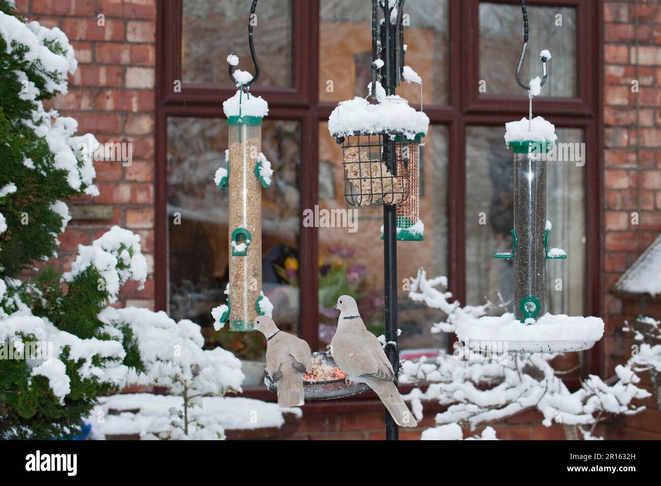 Eurasian Collared Dove, Eurasian Collared Dove Erwachsenenpaar, füttern, bei Füttern im städtischen Garten, im Schnee, im Großraum Manchester, England, Winter Stockfoto