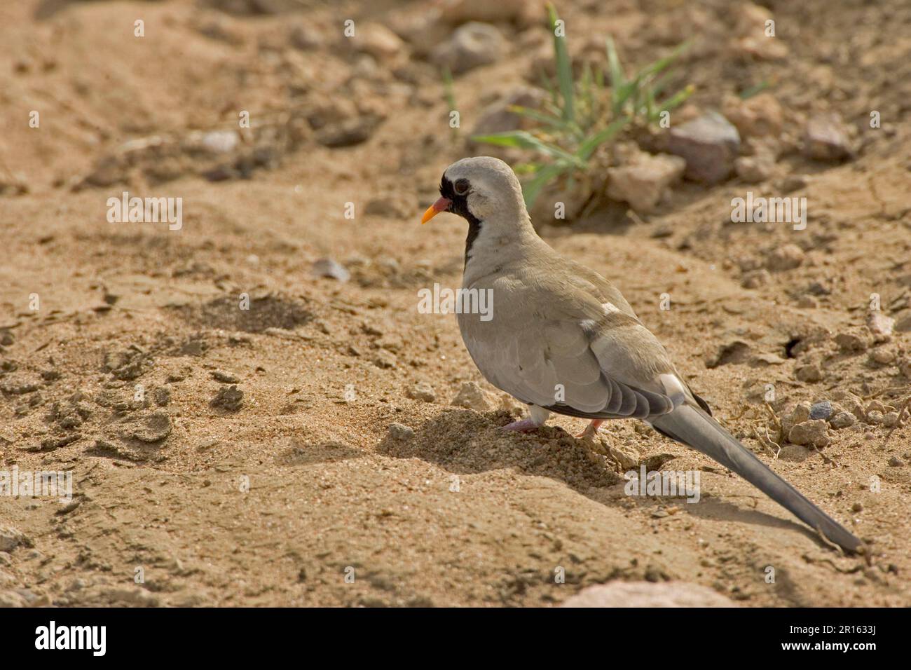 Namaqua-Taube (Oena capensis), Kaptaube, Tauben, Tiere, Vögel, Namaqua Dove, Männlich, Tansania Stockfoto
