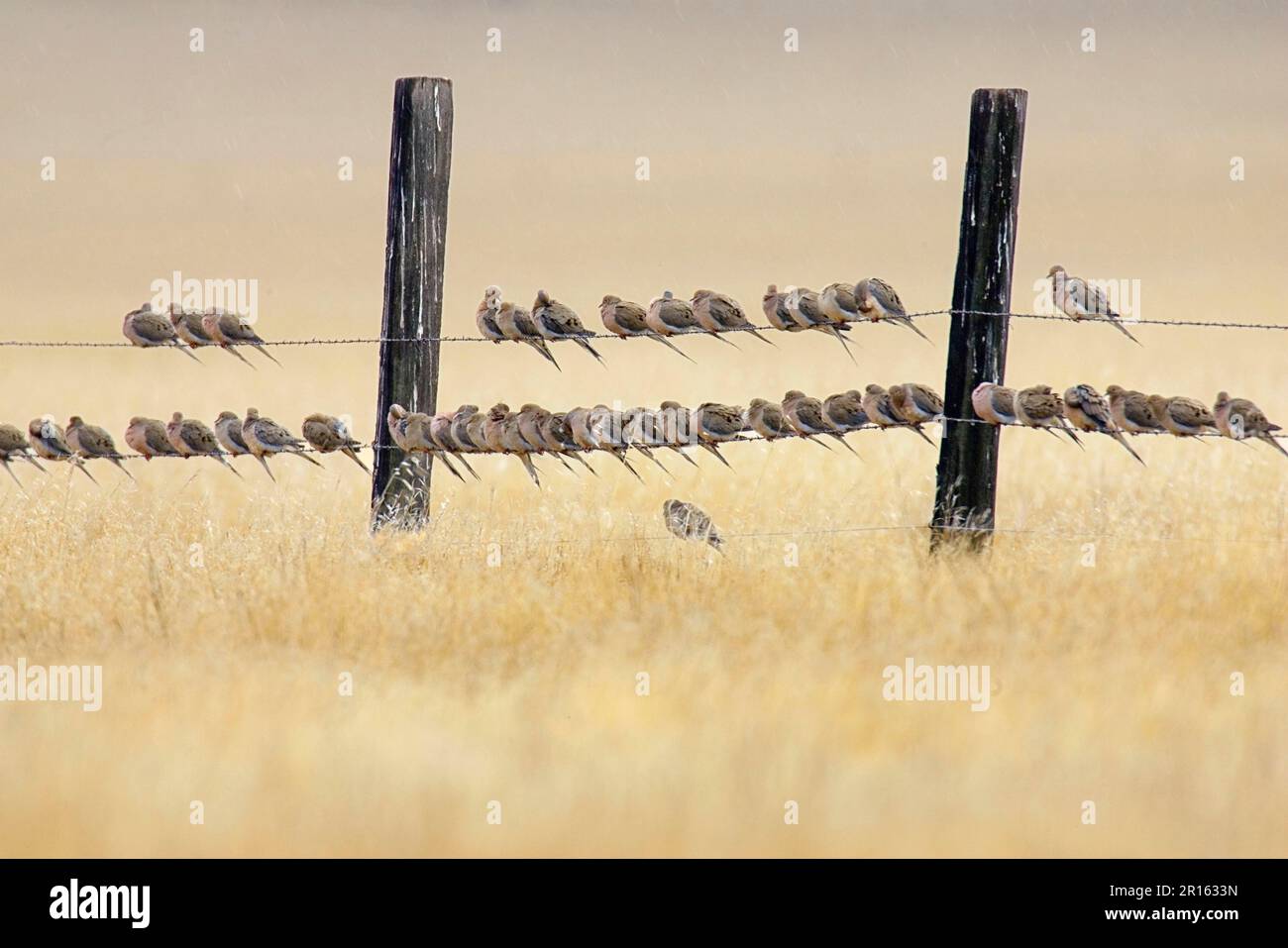 Herde der Trauernden Taube (Zenaida macroura), hoch oben auf Stacheldrahtzaun (U.) S. A. Stockfoto
