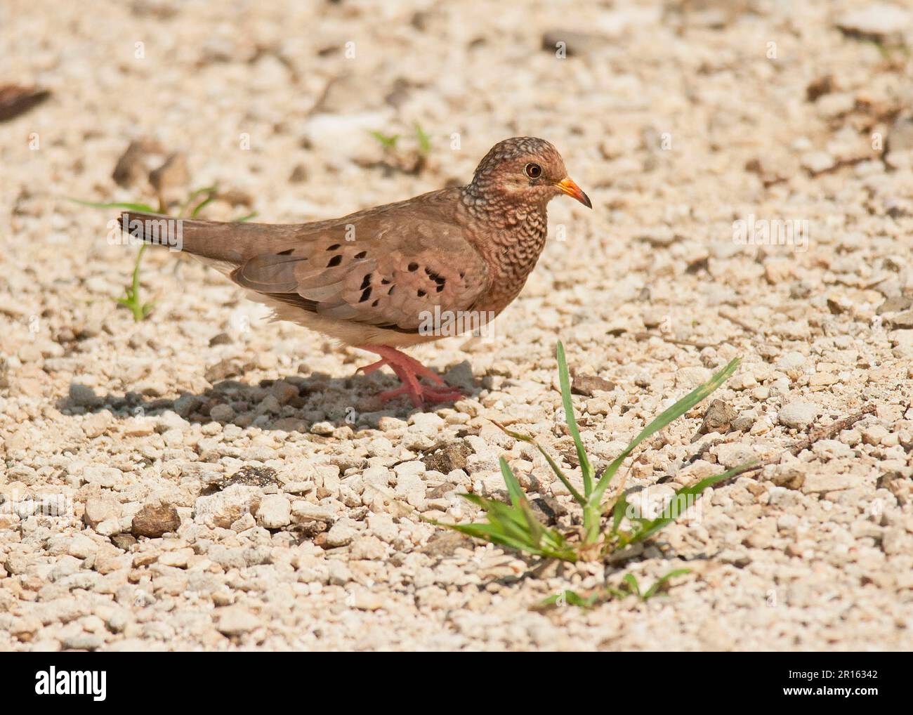 Gewöhnliche Groundtaube (Columbina passerina), Erwachsener, Spaziergang über Steinplatz, Curacao, kleine Antillen, Karibik Stockfoto