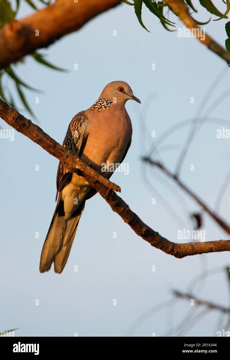 Ceylonensis, Flecktaube, Flecktaube (Spilopelia chinensis), Tigerhals-Taube, Flecktaube, Taube, Tiere, Vögel Stockfoto