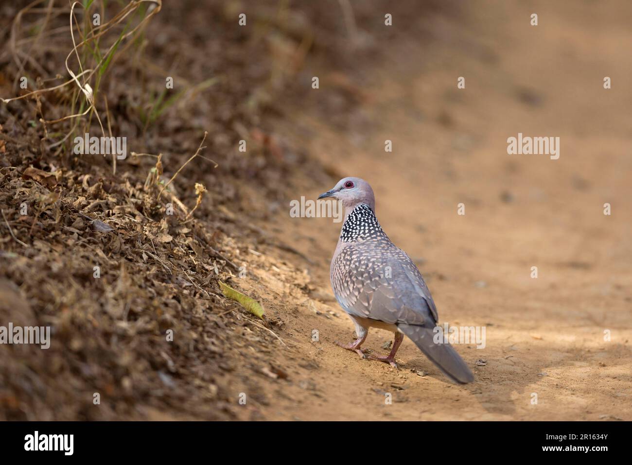 Perlenhalstaube, Perlenhalstauben, Tauben, Tiere, Vögel, Gefleckte Taube (Streptopelia chinensis), Erwachsener, stehend auf Gleis, Ranthambore N. P. Stockfoto